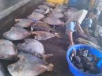 20140528_173608_2-perikanan-pelelangan-ikan-muara-baru.jpg