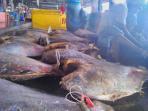 20140528_173824_1-perikanan-pelelangan-ikan-muara-baru1.jpg
