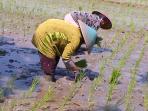 20140603_124234_tandur-petani-musim-tanam-sawah.jpg