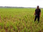20140606_163443_sawah-kekeringan-di-sumedang-jabar.jpg
