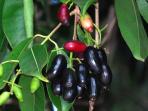 20140611_111037_jamblang1.jpg