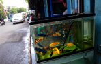 20140723_132050_pasar-ikan-hias-kartini-akan-direlokasi.jpg