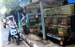 20140723_132210_pasar-ikan-hias-kartini-akan-direlokasi.jpg