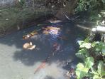 20140818_124733_sungai-krukut-banyak-sampah.jpg