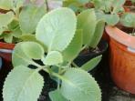 20140818_160354_daun-jinten.jpg