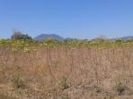 20140824_084909_ubi-kekeringan.jpg