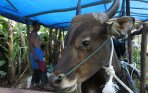 20140902_154920_harga-sapi-kurban-naik-di-pekanbaru.jpg