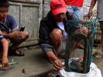 20140903_062228_kobra-minahasa.jpg