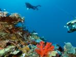 20140904_192743_penyelam-bawah-laut.jpg