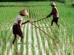 20140913_194526_petani.jpg