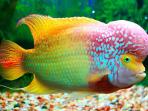 20140916_044259_ikan-louhan-golden-base.jpg