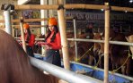 20140928_204640_haji-doni-merintis-usaha-daging-sapi-dari-pasar-hingga-mall.jpg