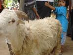 20140930_121147_kambing-kurban.jpg