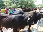 20140930_160659_sapi-hewan-kurban.jpg