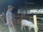 20141002_092905_kambing-yulis.jpg