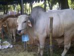 20141003_104108_sapi-752.jpg