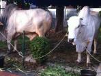 20141005_074002_sapi-sumbangan-sby.jpg