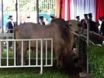 20141005_083948_sapi-sby-budiono.jpg
