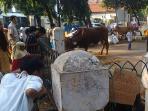 20141005_091216_sapi-sumbangan-chairul-tanjung.jpg