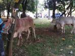 20141005_094321_sapi-dpr.jpg
