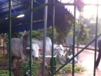 20141005_110504_sapi-istiqlal.jpg