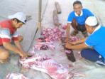 20141005_142912_hewan-kurban-idul-adha2.jpg
