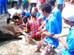 20141005_143340_sapi-kurban-sapi-sapi.jpg