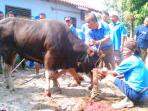 20141005_143413_sapi-kurban-sapi-sapi-1.jpg