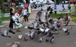 20141006_231238_burung-merpati-di-lapangan-merdeka-medan.jpg
