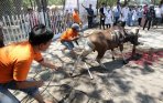 20141007_151625_pemotongan-hewan-kurban.jpg