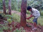 20141013_145928_petani-karet-di-baturaja.jpg