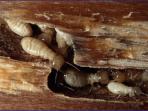 20141014_163934_serangan-rayap1.jpg