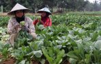 20141015_172112_petani-sayur-mayur-sawi.jpg