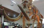 20141028_195442_siswa-sd-kunjungi-pameran-di-museum-ronggowarsito.jpg