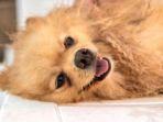 Napas Anjing yang Hamil Lebih Cepat? Itu Tanda Segera Melahirkan
