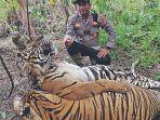 2harimau2345.jpg