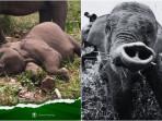 5 Fakta Kematian Tari, Anak Gajah Sumatera yang Viral: Kronologi hingga Banyak Warganet Ikut Sedih