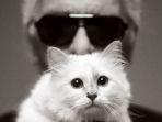 5-fakta-tentang-choupette-kucing-mendiang-karl-lagerfeld-yang-kini-menjadi-hewan-peliharaan-terkaya.jpg