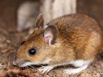 6-fakta-hantavirus-virus-yang-dibawa-oleh-tikus-kenali-gejala-cara-penularan-hingga-pengobatannya.jpg