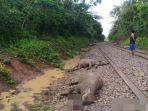 8-kerbaunya-mati-tertabrak-kerta-api-warga-di-oku-merugi-hingga-rp-250-juta.jpg