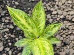 AGLAONEMA-ALANAQU.jpg
