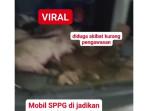 ANGKUT-BABI-Penampakan-sejumlah-babi-yang-diangkut-mobil-MBG.jpg