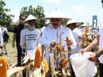 Menteri Imipas Panen 45 Ton Jagung di Sidoarjo, Dukung Program Ketahanan Pangan Nasional