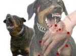 Anjing-gila-terkena-rabies.jpg