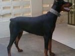 Anjing.jpg