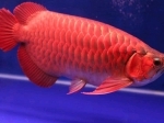 Arwana.jpg