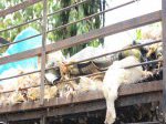 Ayam-mati-ditemukan-Wawali-Samarinda.jpg
