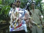 Ayam-mati-kemarin-atau-Tiren.jpg