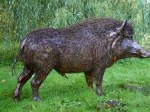 Babi-Hutan-01.jpg