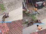 Viral Video Babi Hutan Ngamuk di Padang Pariaman, Masih Bisa Serang 2 Warga meski Sudah Ditembak
